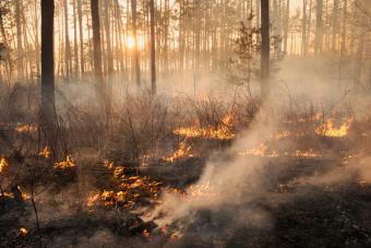 Forest fire stock image