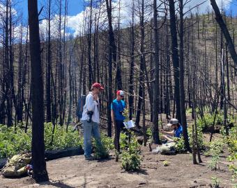 Mines researchers in a post-wildfire burn scar