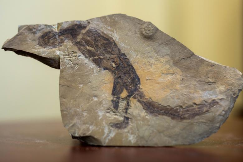 Rare lizard fossil now on display at Mines Museum of Earth Science ...