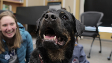 Therapy dog at the library