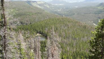Pine beetle devastation in Colorado.